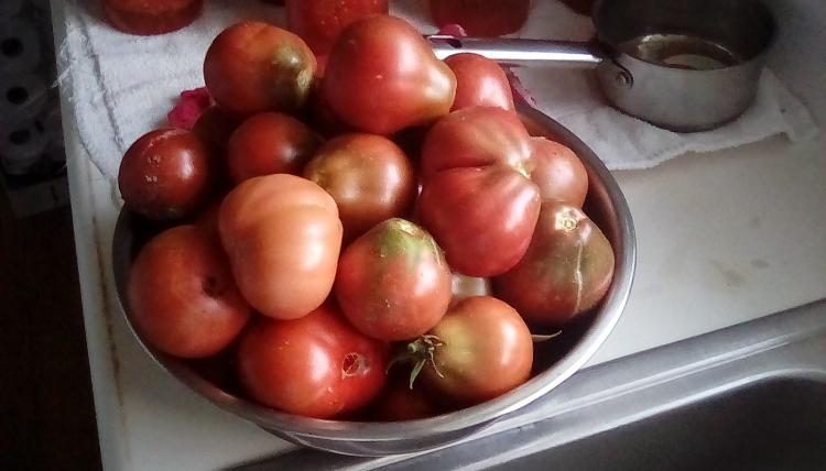 Stainless steel bowl of Japanese Black Trifele tomato fruits. Picture taken and fruits harvested on 26 August 2020.