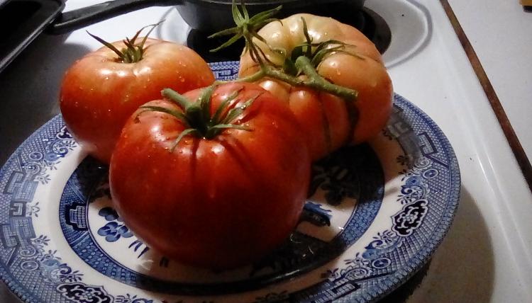 Garden Leader Monster tomato fruits, 3 Sep 2020.