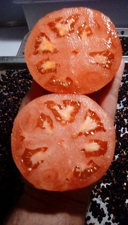 Garden Leader Monster tomato fruit, sliced in two; 3 Sep 2020.
