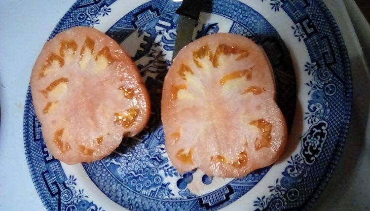 Garden Leader Monster tomato fruit, sliced in two; 3 Sep 2020.