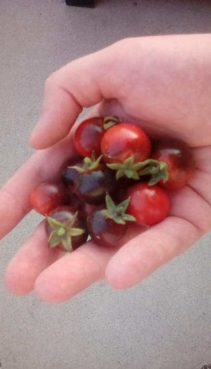 Blue Berries tomato fruits, ripe. 2 Oct 2020.