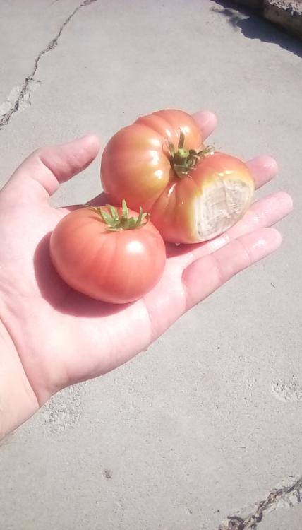 TIdy Rose F1 tomato fruits; the largest one has sunscald.