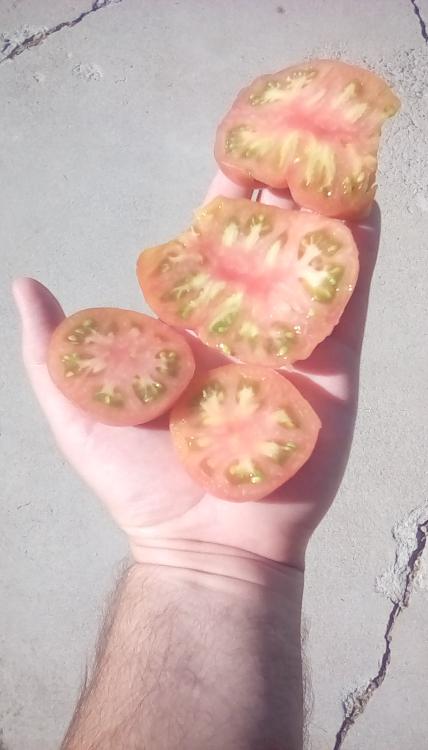 Tidy Rose F1 tomato fruits, cut.