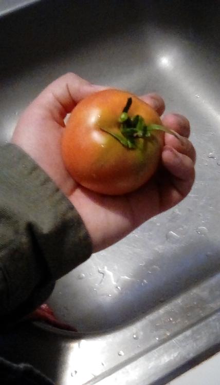 Marion tomato fruit, whole.