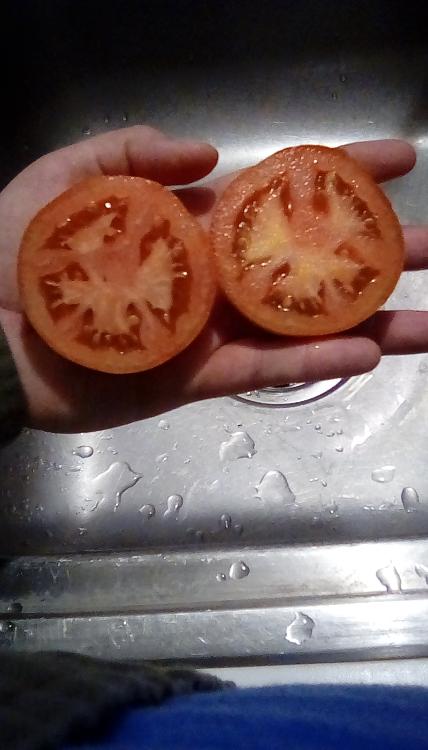 Marion tomato fruit, sliced.