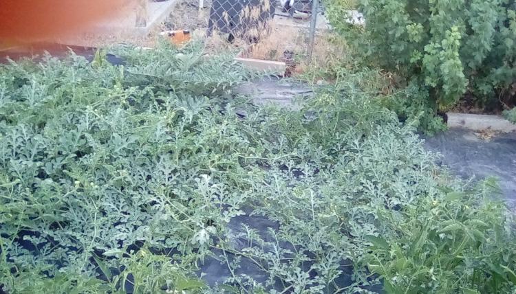 Watermelon and tomato plants on black plastic in SW Idaho. A Green Globe artichoke and one or more black current bushes can also be seen.