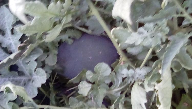 A dark watermelon fruit in the middle of watermelon foliage.