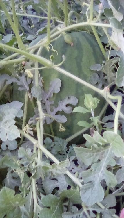 A green, striped, oblong watermelon growing in SW Idaho. A very immature fruit can be seen.