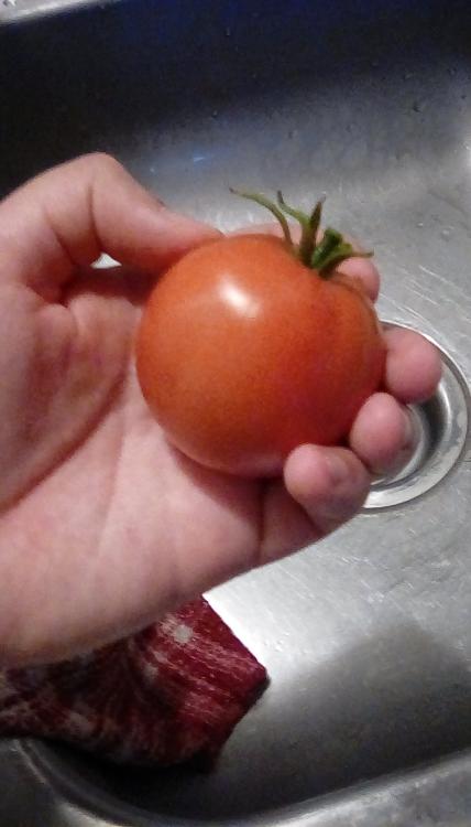 Buckbee's New 50-day tomato fruit, whole.