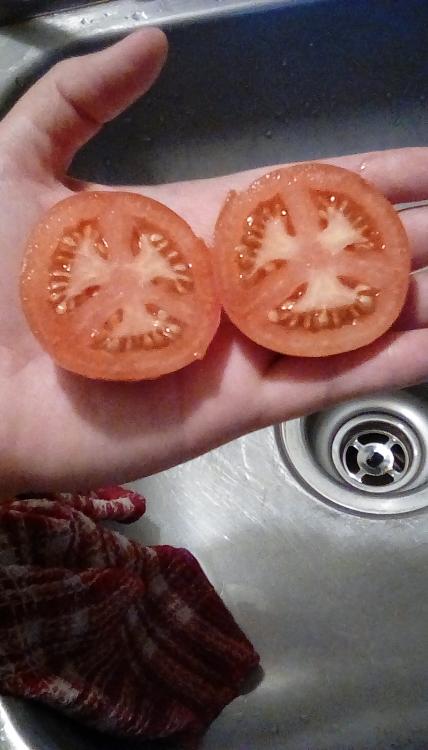 Buckbee's New 50-day tomato fruit, cut.