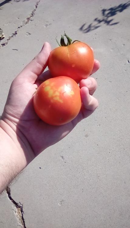 Marion tomato fruit, whole.