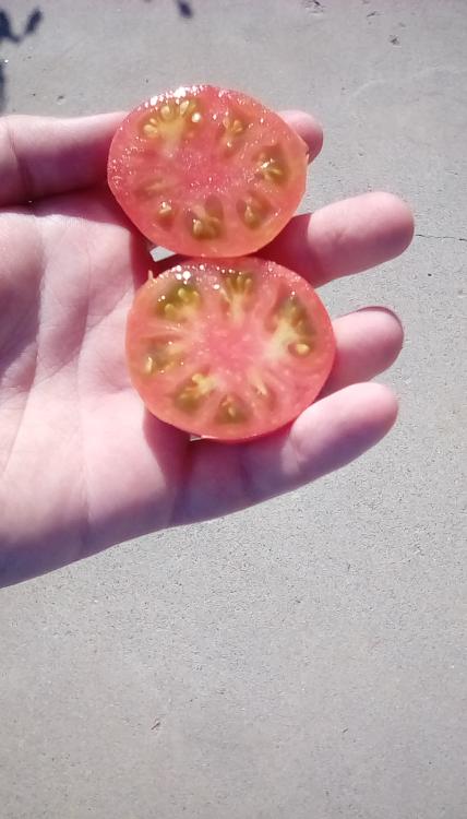 Jerusalem tomato fruit, cut.