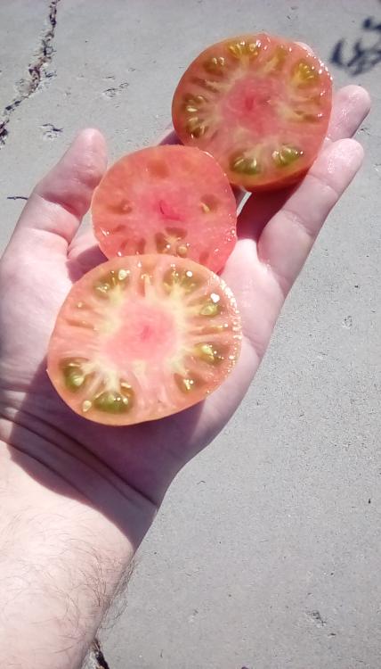 Jerusalem tomato fruit, cut.