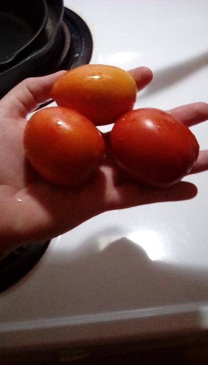 Rio Grande tomato fruit, whole.