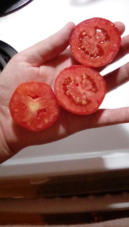 Rio Grande tomato fruit, cut.
