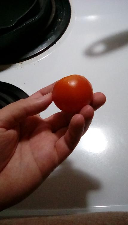 Nodak Early tomato fruit, whole.
