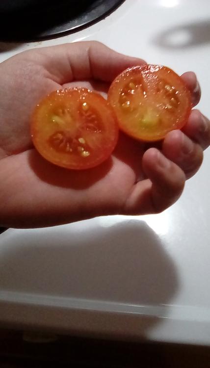 Nodak Early tomato fruit, cut.