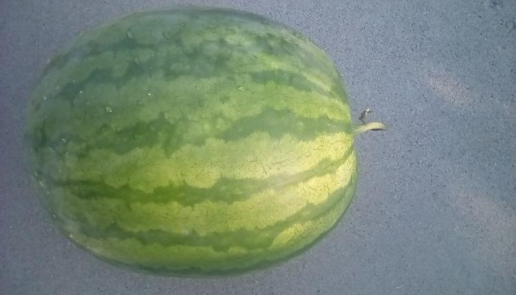 Weeks NC Giant cross watermelon fruit, whole. Striped rind; oblong fruit.