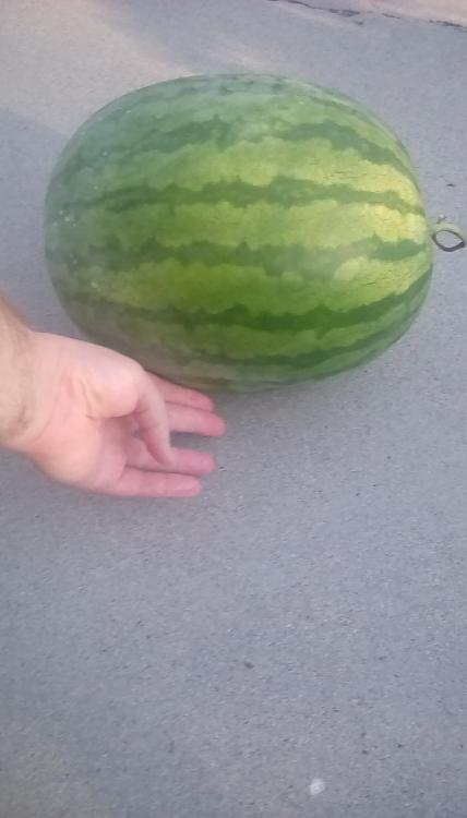 Weeks NC Giant cross watermelon fruit, whole. Striped rind; oblong fruit. A hand is shown to help demonstrate the size.