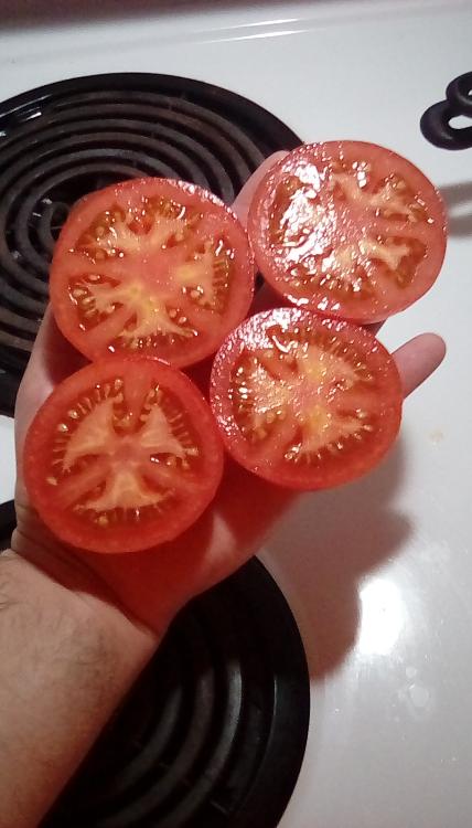 Big Boy F1 tomato fruit, cut.