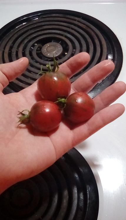 Black Verinssage tomato fruit, whole.