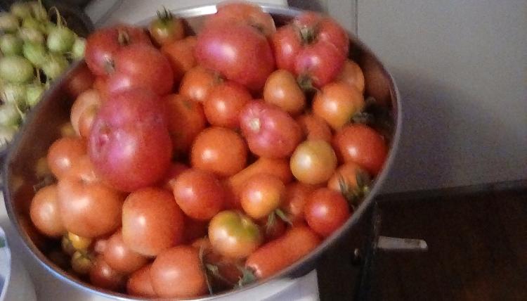 A tomato harvest in a large stainless steel bowl, with West India burr gherkins to the left in the background.
