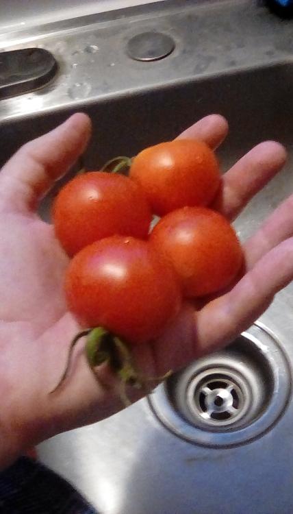 Early Treat F1 tomato fruits, whole.