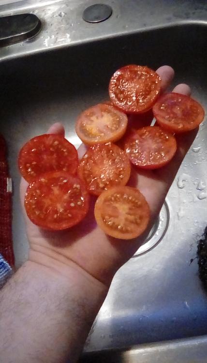 Early Treat F1 tomato fruits, sliced.