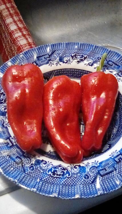 Three ripe, red, Neapolitan peppers in a bowl.
