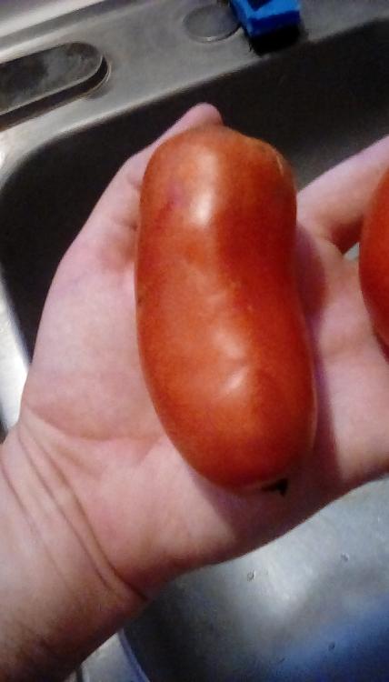 Polish Linguisa tomato fruit, whole.