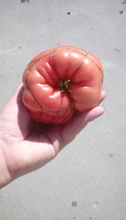 A fruit with an enormous blossom scar from a Mexican Yellow cross tomato, probably crossed with the Chapman tomato.