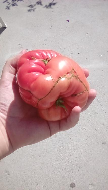 A fruit with an enormous blossom scar from a Mexican Yellow cross tomato, probably crossed with the Chapman tomato.