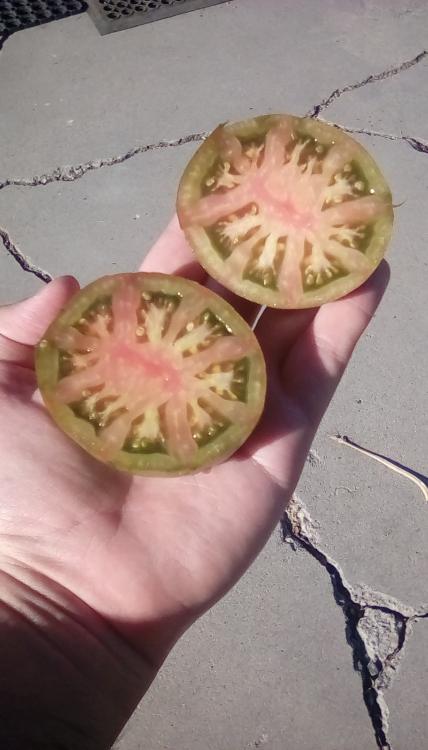 Striped Amana Ornage tomato cross fruits, sliced.
