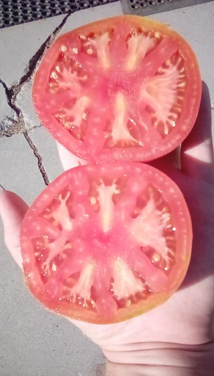 Thessaloniki tomato fruits, sliced.