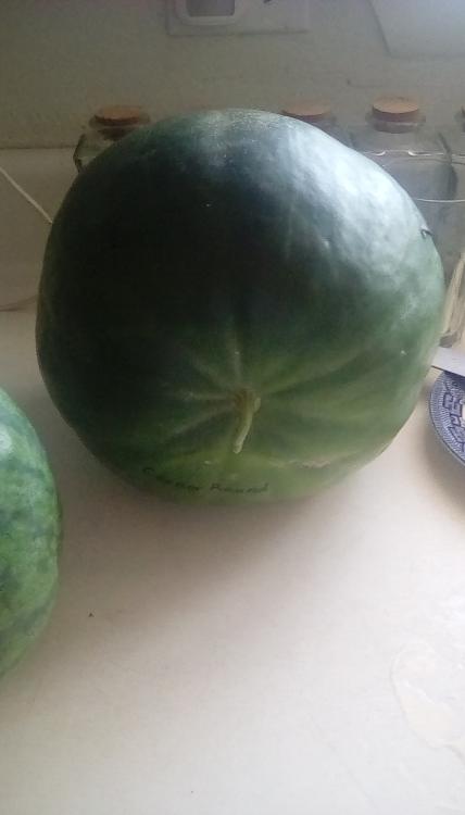 Corner Round watermelon, whole.