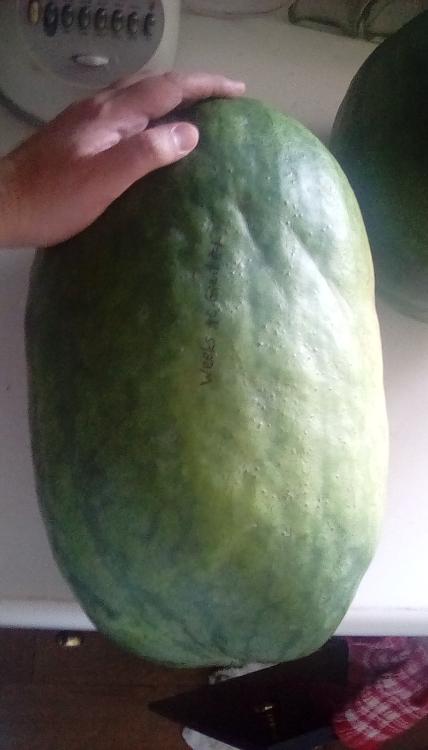 An 18lb Weeks NC Giant cross watermelon fruit, whole, with a hand on it. It is labeled with black marker. Part of another watermelon can be seen.