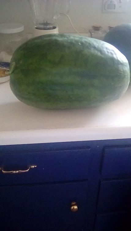 An 18lb Weeks NC Giant cross watermelon fruit, whole, on a countertop. Another watermelon can partially be seen.