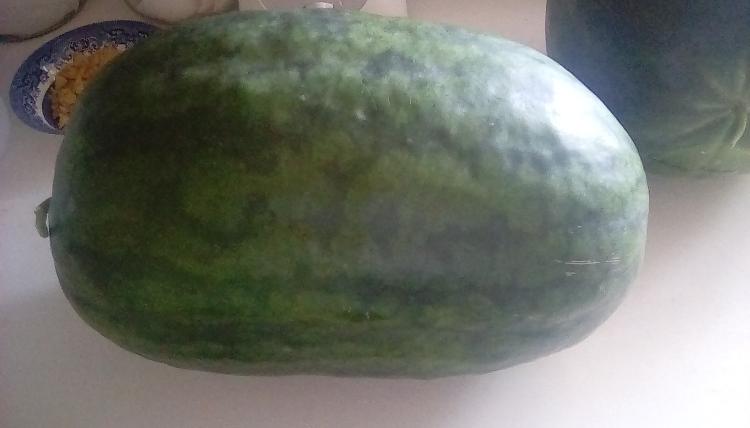 An 18lb Weeks NC Giant cross watermelon fruit, whole, on a countertop. Another watermelon can partially be seen.