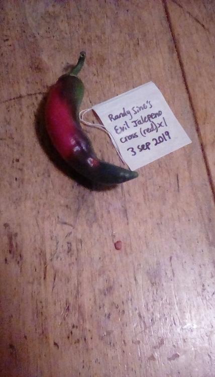 A chile pepper fruit that is a cross between Randy Sine's Evil Jalapeno and something else. It is larger that RSEJ and pointier.
