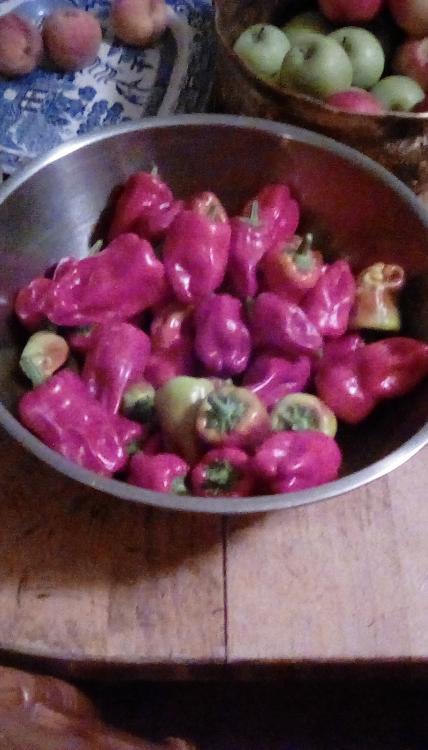 Neapolitan peppers in a stainless steel bowl.