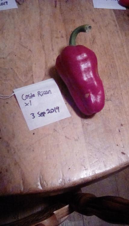 A red Costa Rican pepper fruit on a wooden table with a labeled empty herbal tea bag.