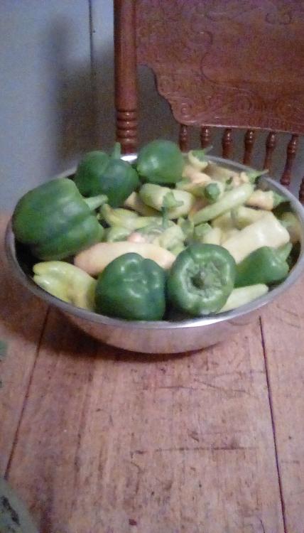 Sweet pepper fruits in a stainless steel bowl.