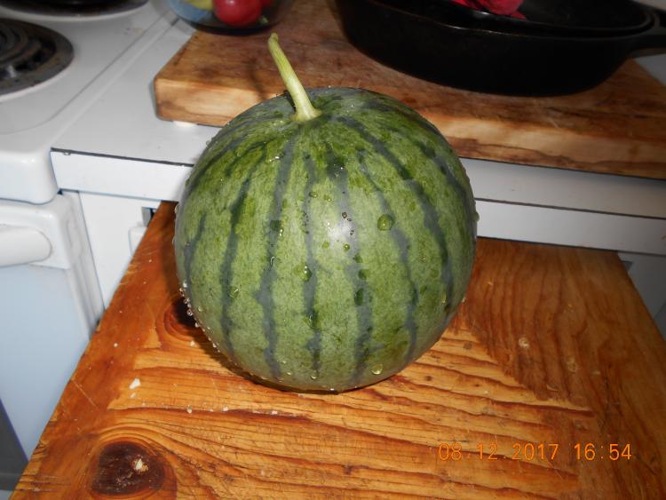 Blacktail Mountain watermelon on a pull-out cutting board. It's possible crossed with another kind, as the fruits weren't the first couple times they were grown.