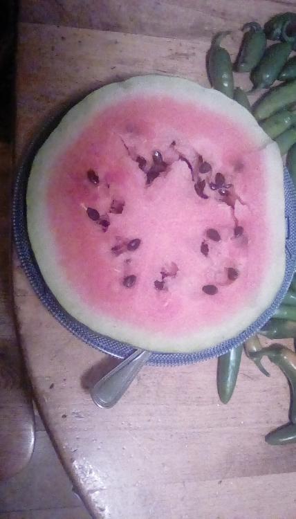 Sliced Corner Round watermelon. It has red flesh and dark seeds. It is in a dish with a metal utensil. Jalapeno peppers may be seen to the right of it. It is on a wooden table.