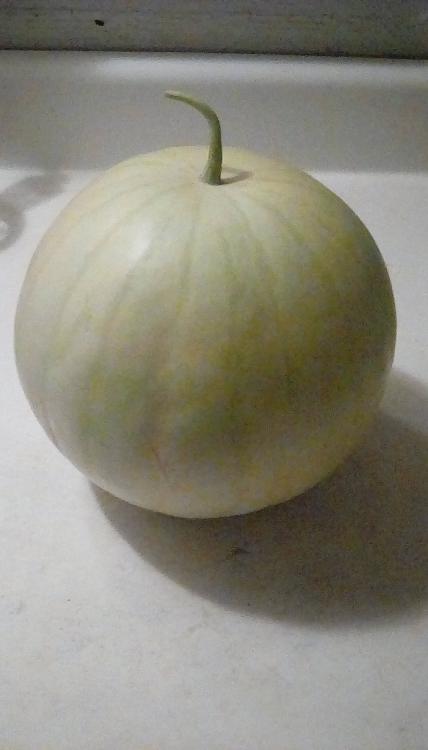 A winter watermelon of an unknown breed.