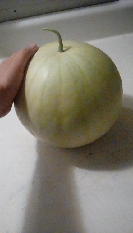 A winter watermelon of an unknown breed.