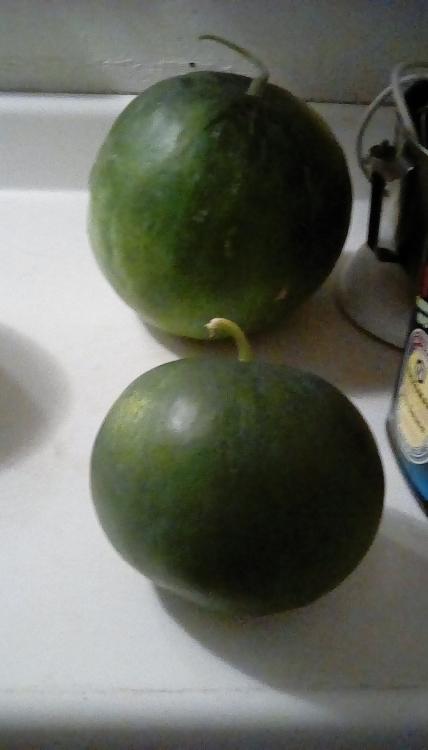Dark green watermelons.