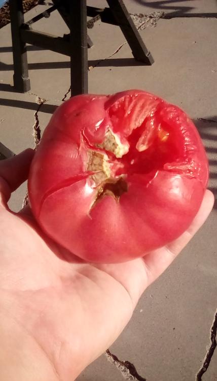 Brandy Boy F1 tomato fruit, mostly whole, but damaged while harvesting.