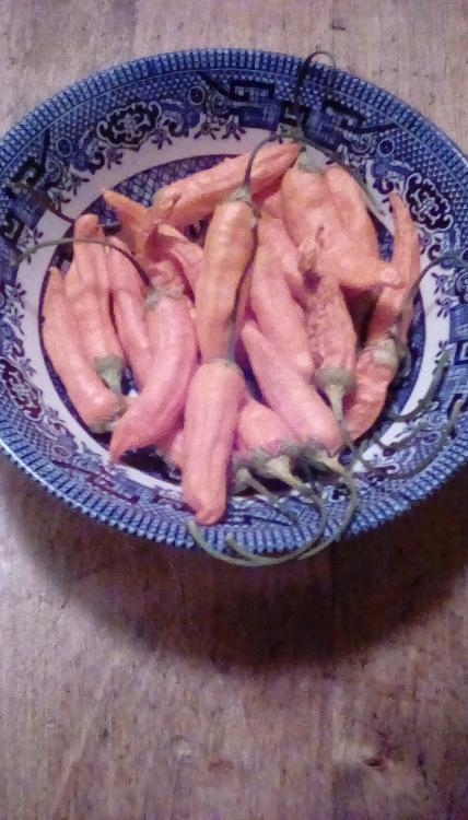 Whole Aji Habanero chile pepper fruits, orange, in a small bowl.