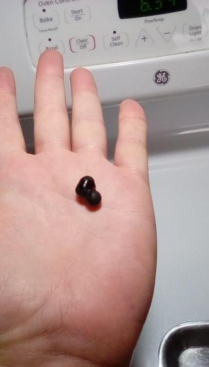 A fused wonderberry fruit with three fruits fused together.